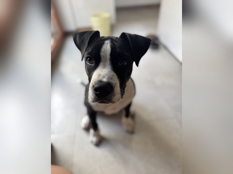 Wunderschöne reinrassige Amerikan Bulldog Hündin