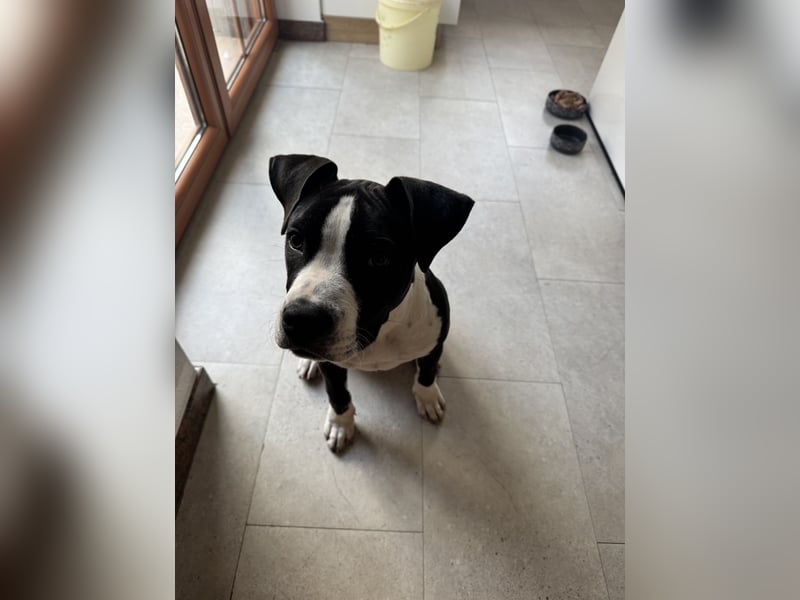 Wunderschöne reinrassige Amerikan Bulldog Hündin