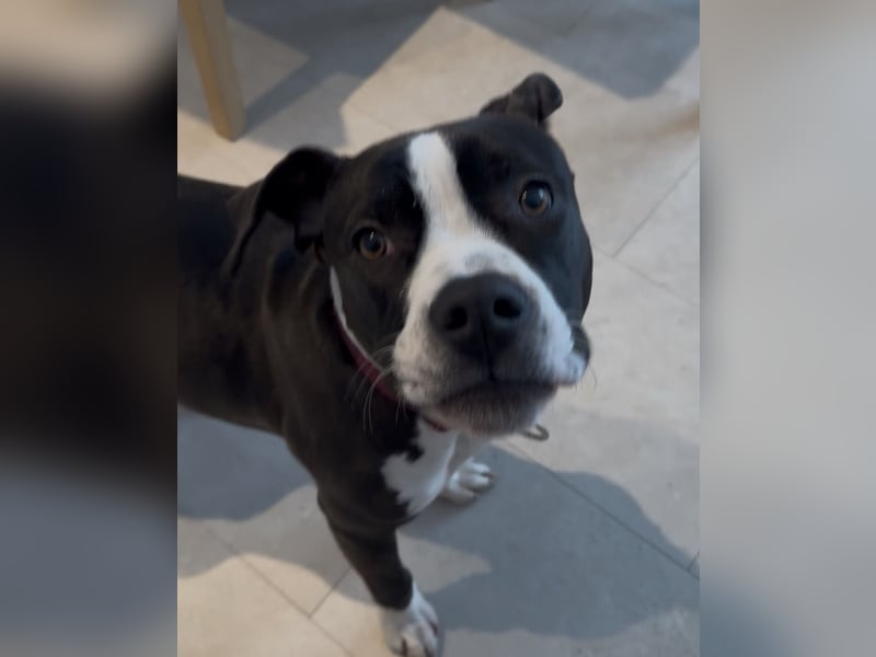 Wunderschöne reinrassige Amerikan Bulldog Hündin