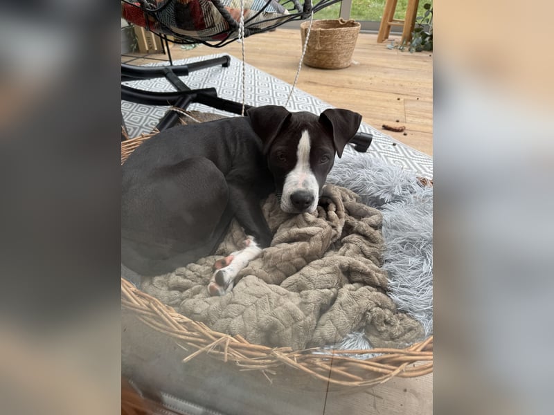 Wunderschöne reinrassige Amerikan Bulldog Hündin