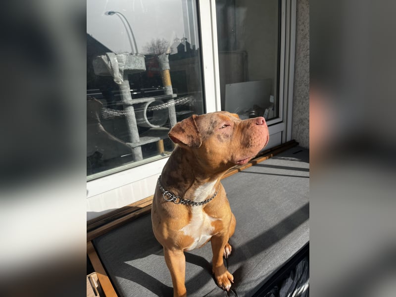 American xxl Bulli Hündin / Red Merle ABKC Papiere
