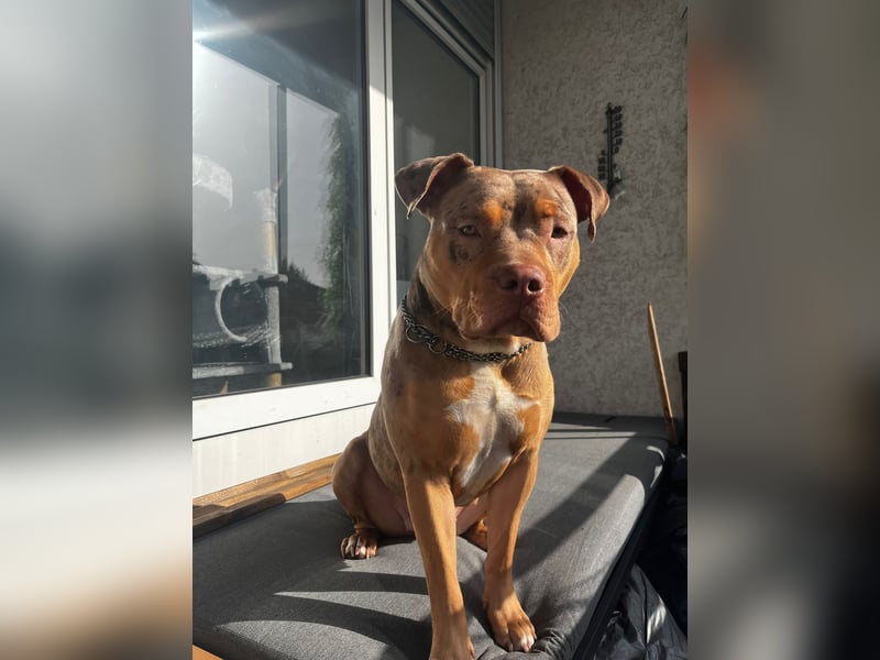 American xxl Bulli Hündin / Red Merle ABKC Papiere