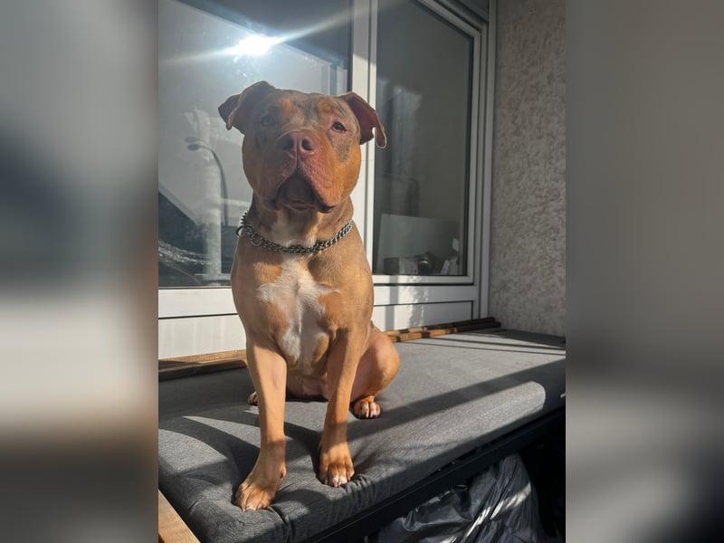 American xxl Bulli Hündin / Red Merle ABKC Papiere