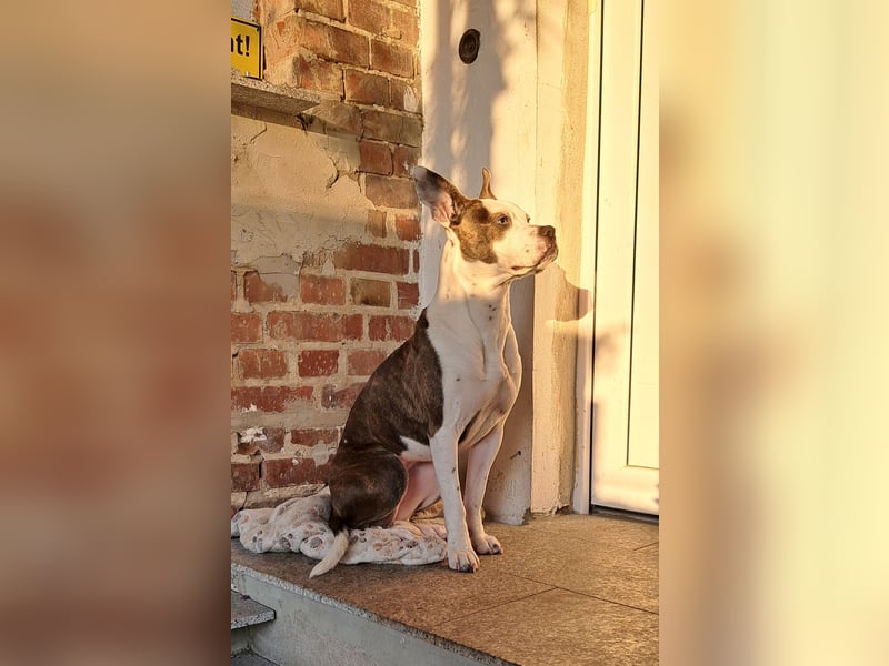 Auf der Suche nach einem zu Hause für immer