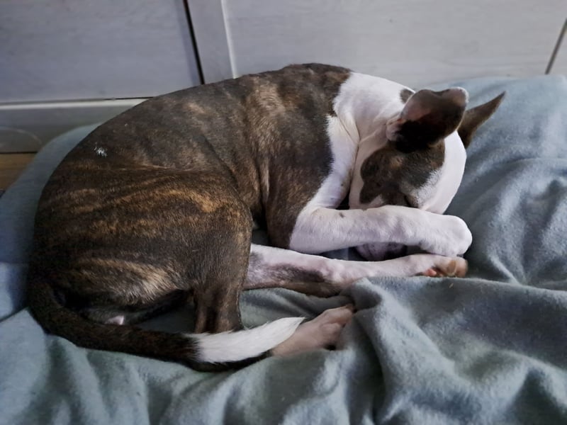 Auf der Suche nach einem zu Hause für immer