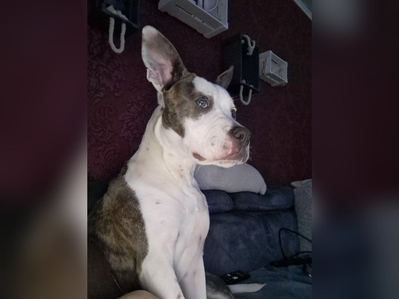 Auf der Suche nach einem zu Hause für immer