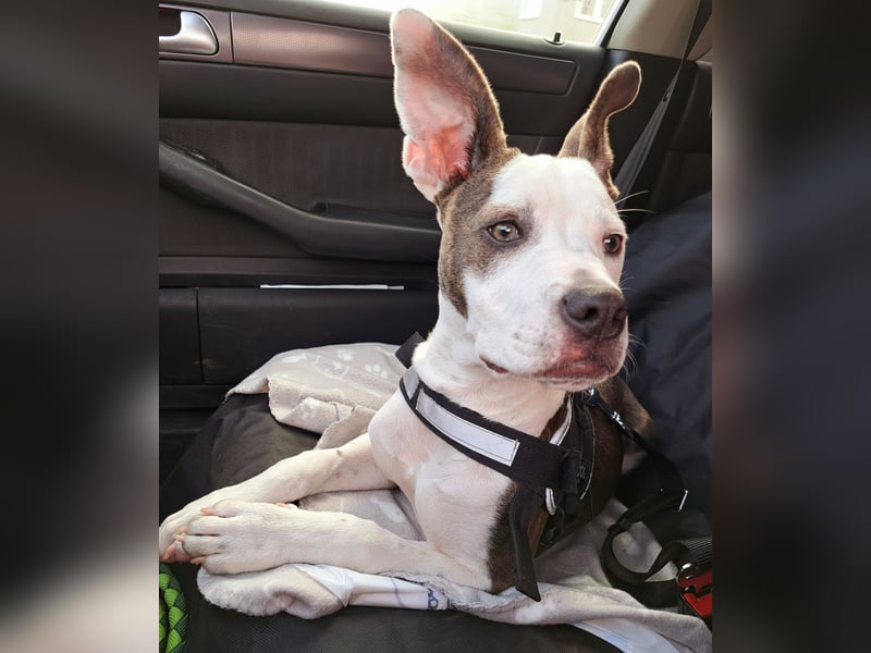 Auf der Suche nach einem zu Hause für immer