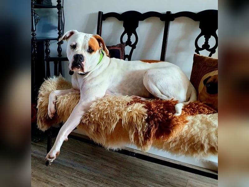 Perfekt erzogene American Bulldog Hündin Pauline sucht ein liebevolles Zuhause