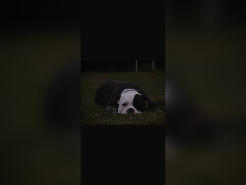 3 jährige American Bulldog Mädchen