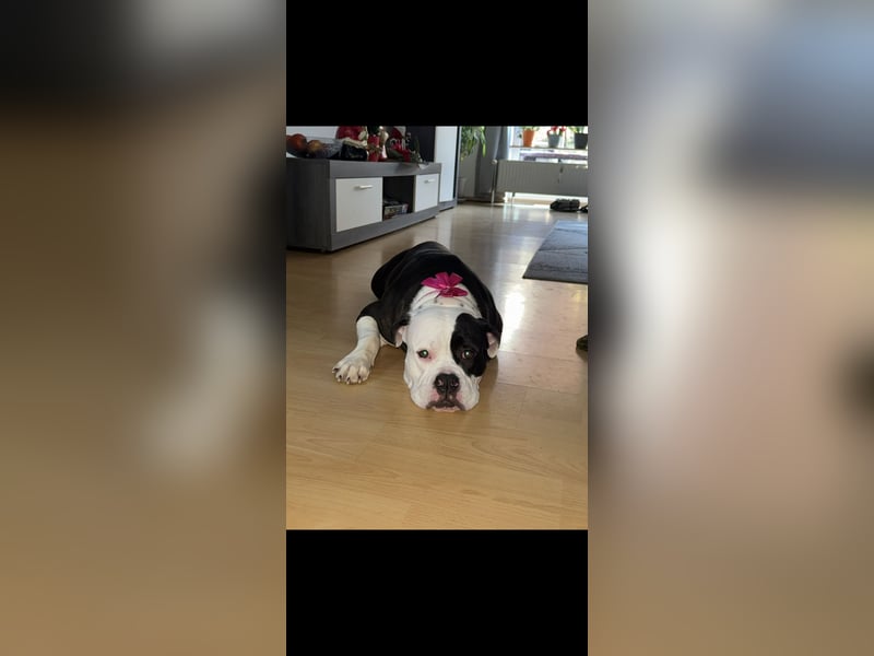 3 jährige American Bulldog Mädchen