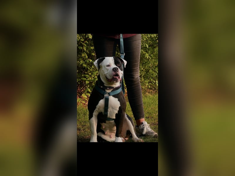 3 jährige American Bulldog Mädchen