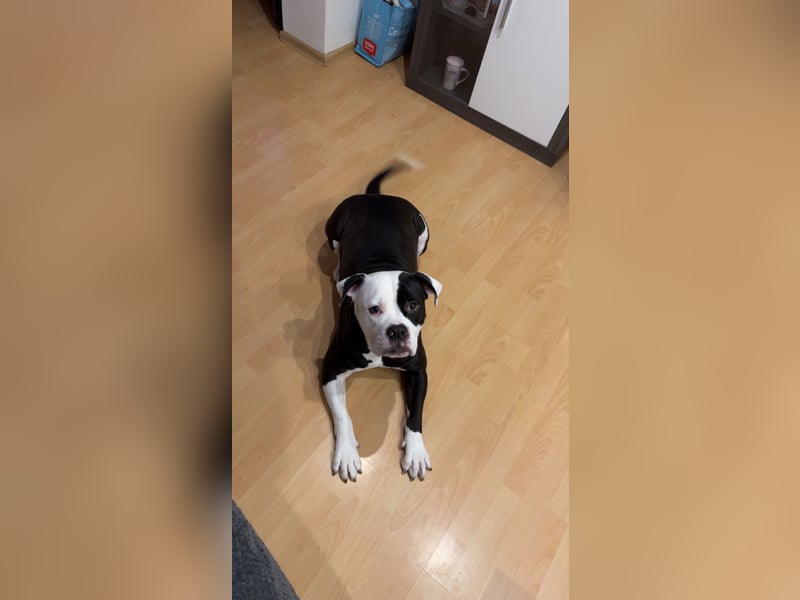 3 jährige American Bulldog Mädchen