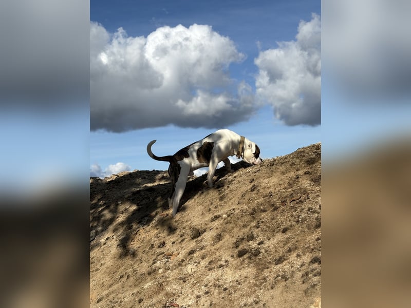 American Bulldog Rüde