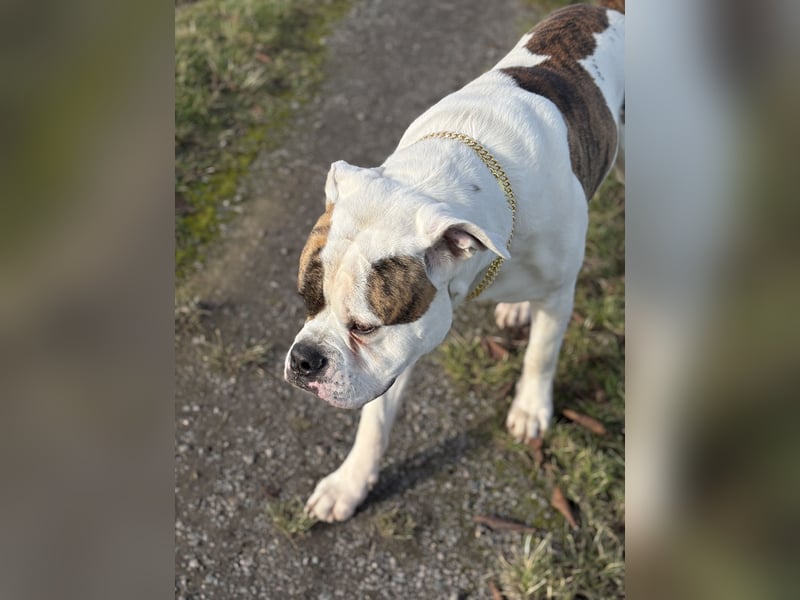 American Bulldog Rüde