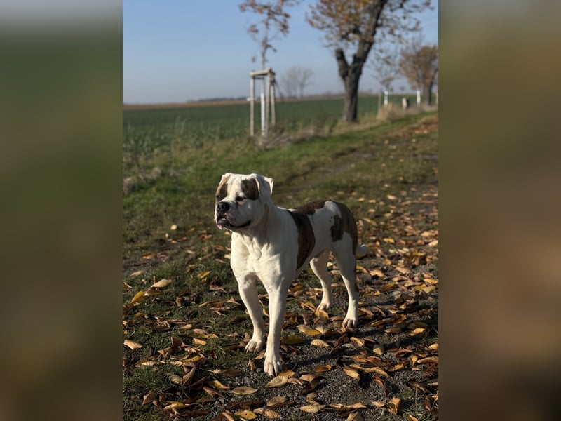 American Bulldog Rüde