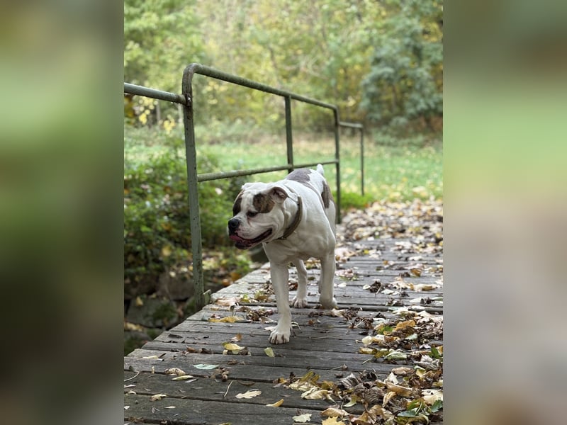 American Bulldog Rüde
