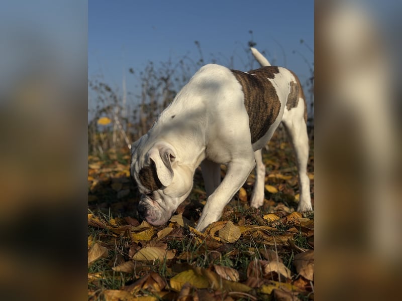 American Bulldog Rüde