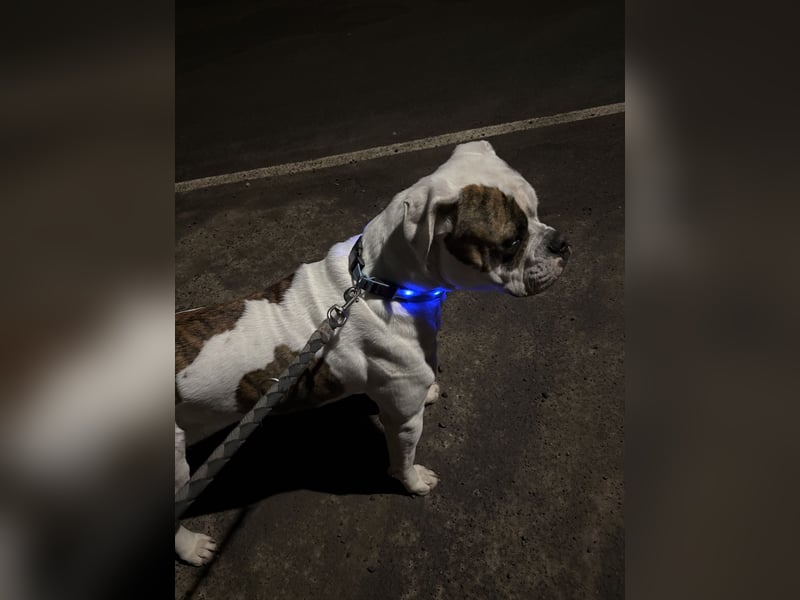 American Bulldog Rüde