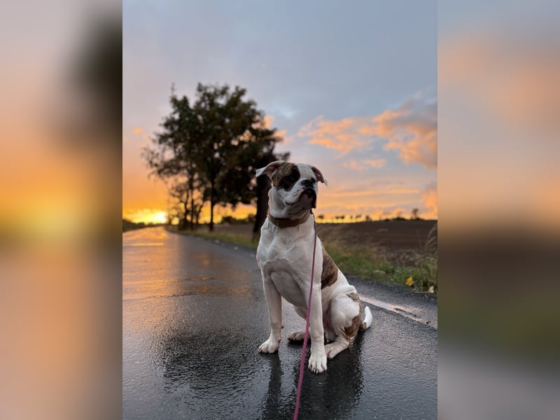 American Bulldog Rüde