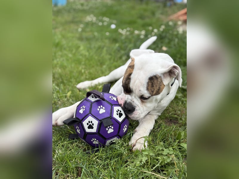 American Bulldog Rüde