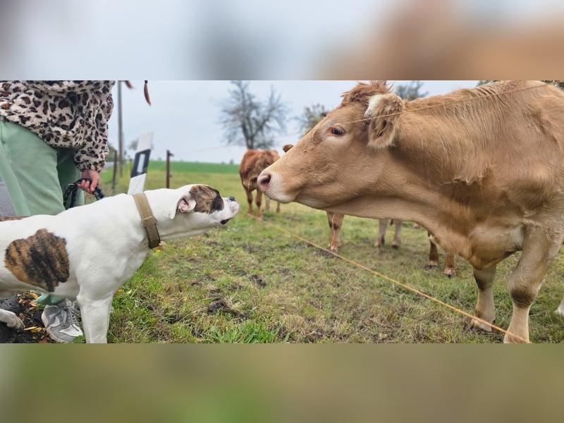 American Bulldog Rüde
