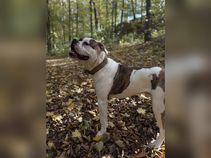 American Bulldog Rüde