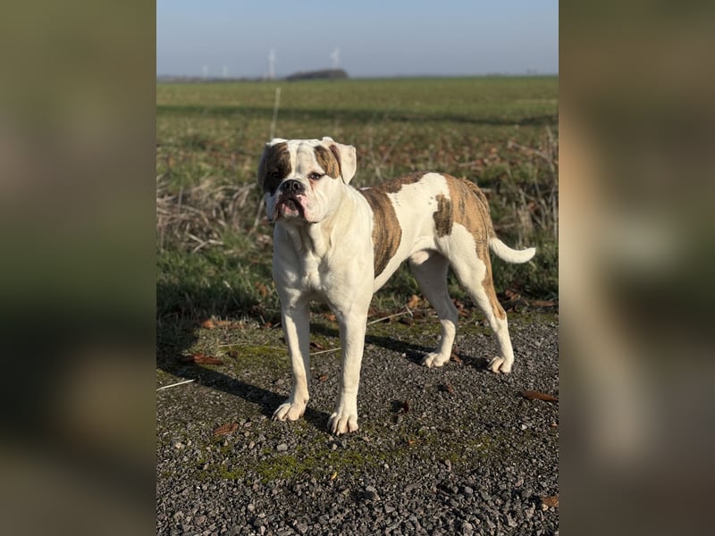 American Bulldog Rüde