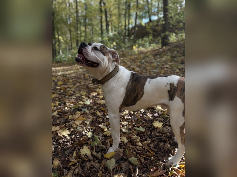 American Bulldog Rüde