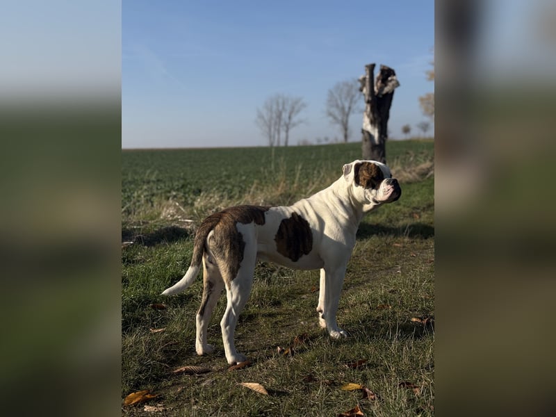 American Bulldog Rüde