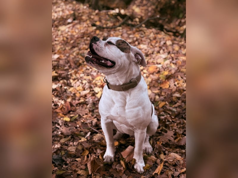 American Bulldog Rüde