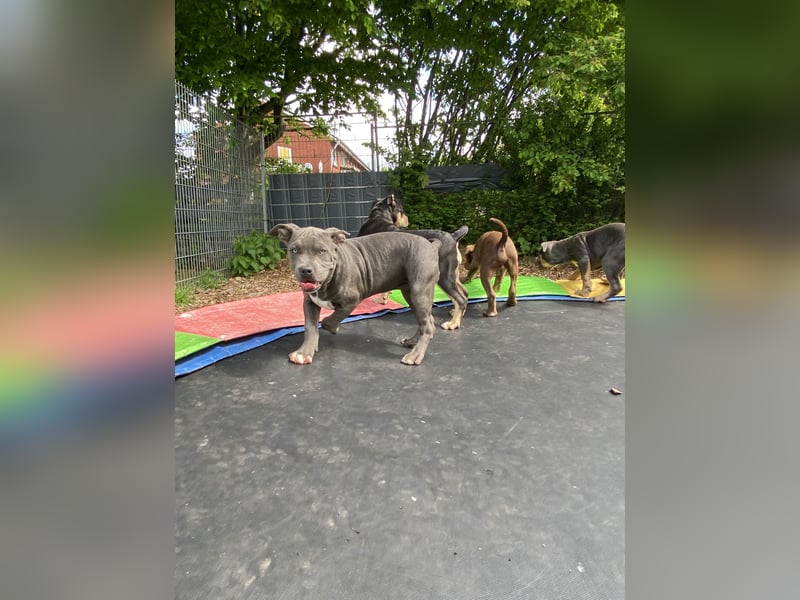 Amerikanische Bully Welpen suchen nach Amtfreigabe