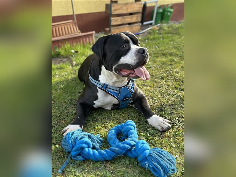 Amerikanische Bulldogge