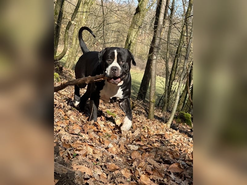 Amerikanische Bulldogge