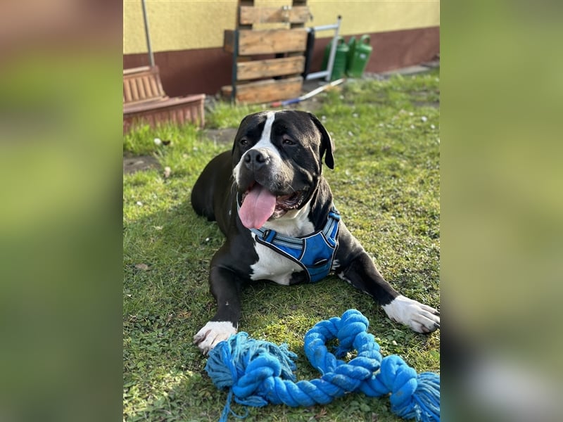 Amerikanische Bulldogge