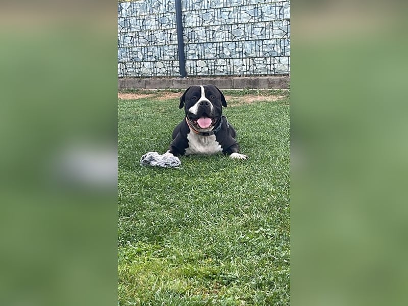 Amerikanische Bulldogge