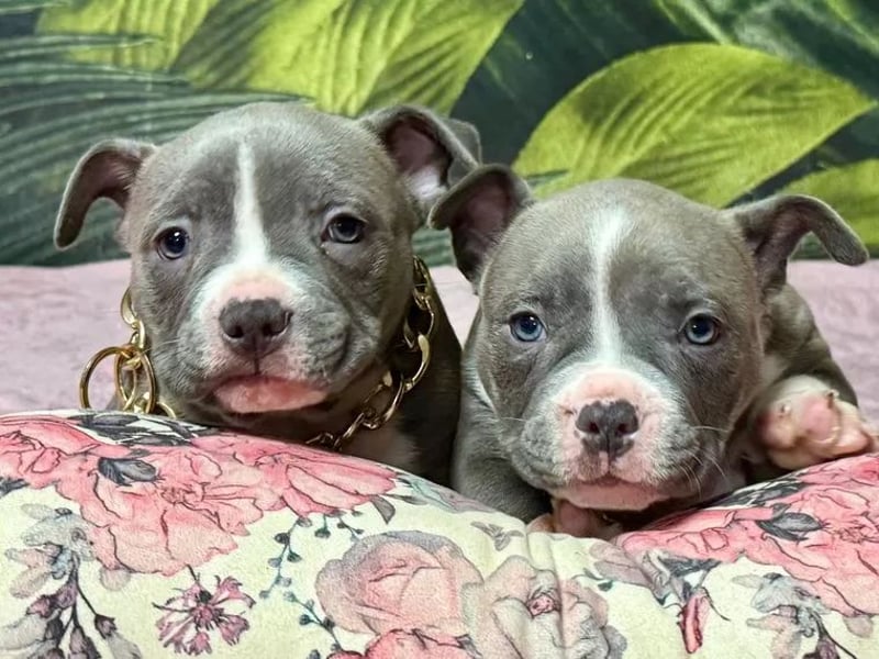 American Bulldog Welpen