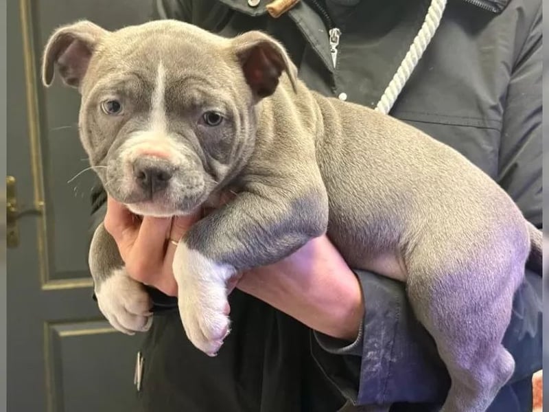 American Bulldog Welpen