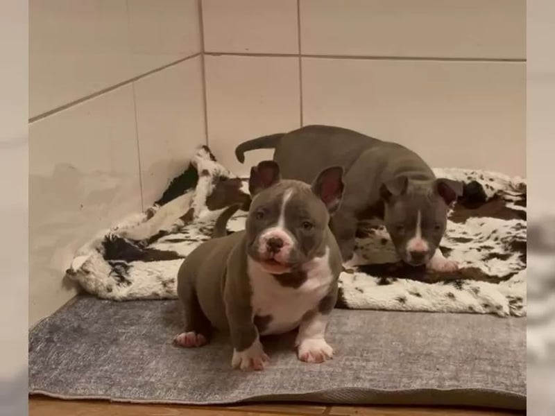 American Bulldog Welpen
