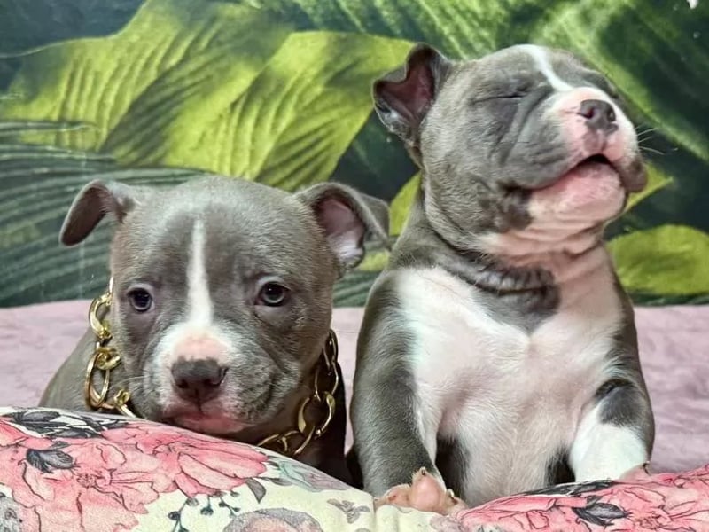 American Bulldog Welpen