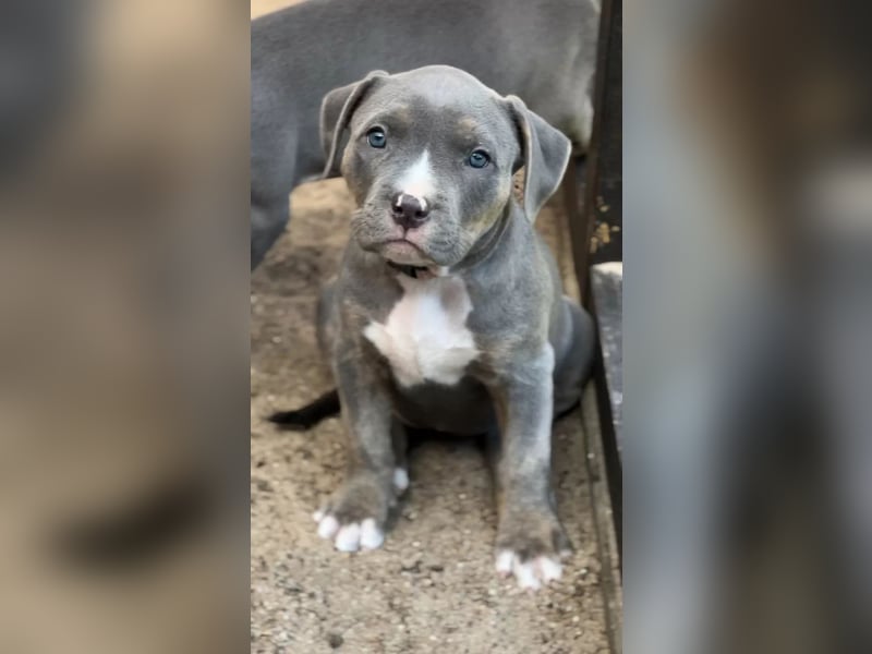 American Bulldog Welpen