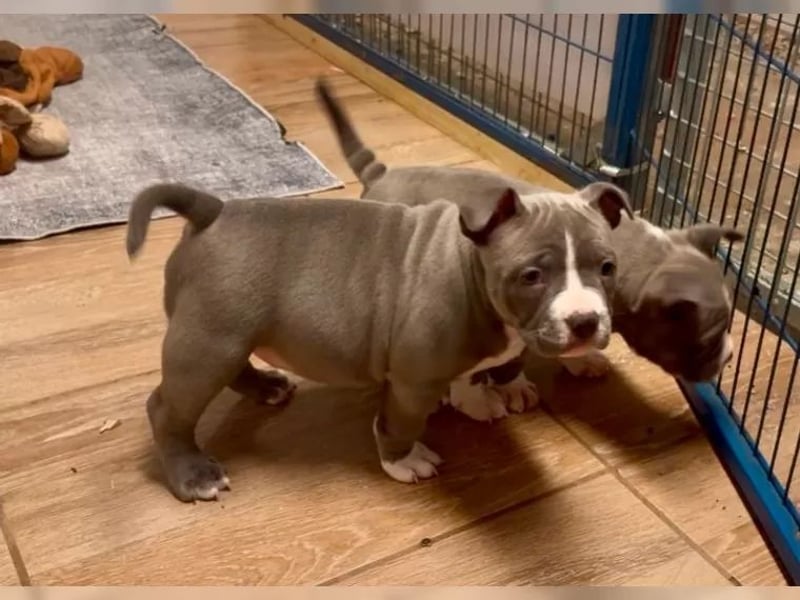 American Bulldog Welpen