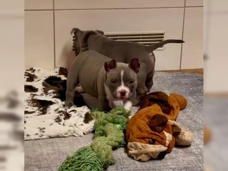 American Bulldog Welpen