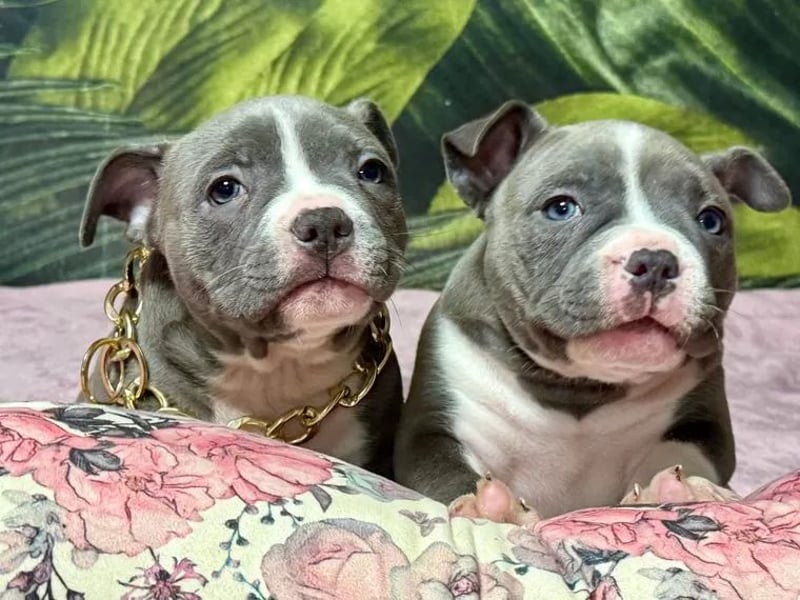 American Bulldog Welpen