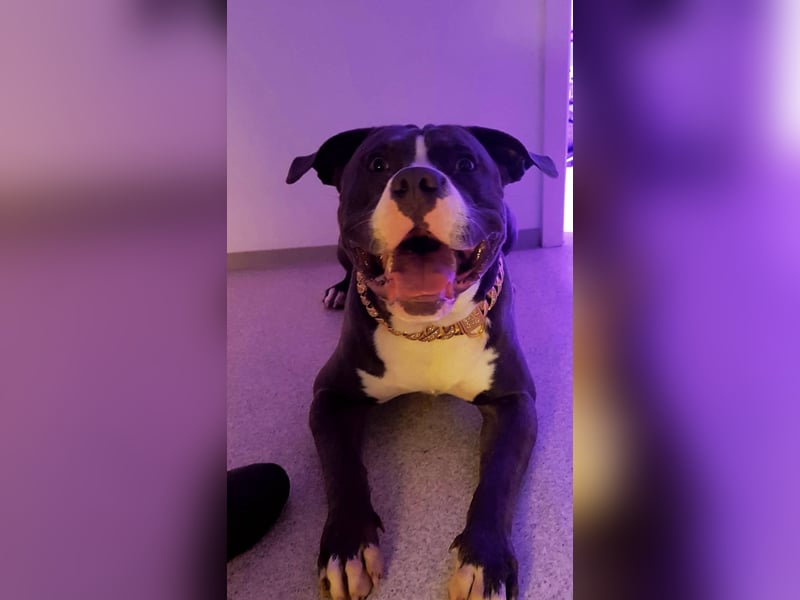 American Bulldog