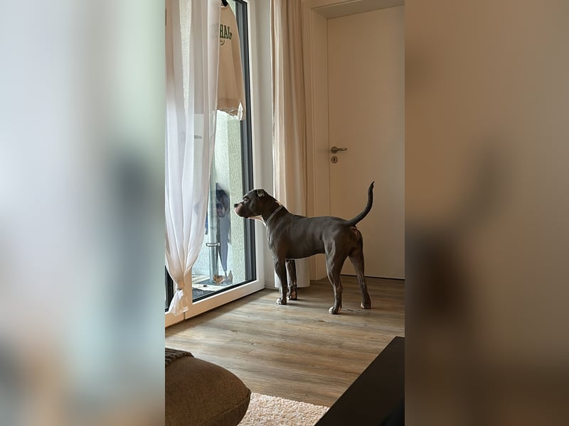 American Bulldog