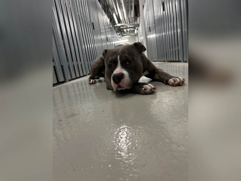 American Bulldog