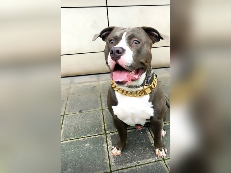 American Bulldog