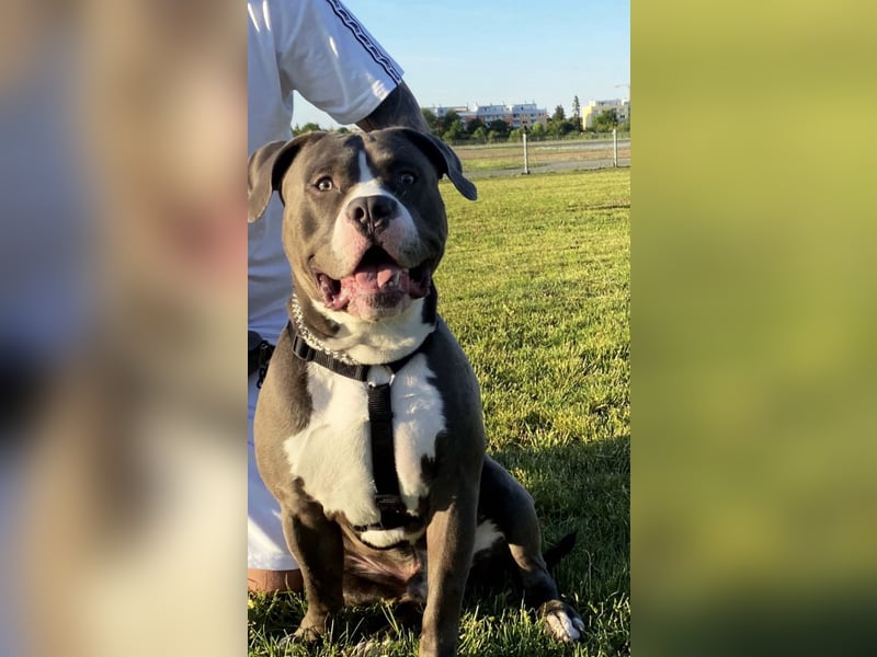 American Bulldog