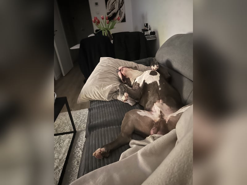 American Bulldog
