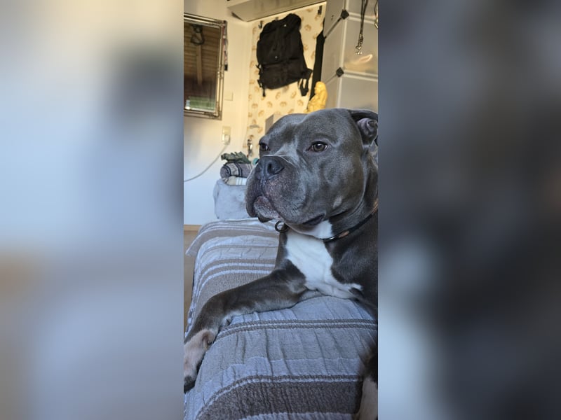 American Bulldog Mix Rüde Braun Unkastriert 3 Jahre